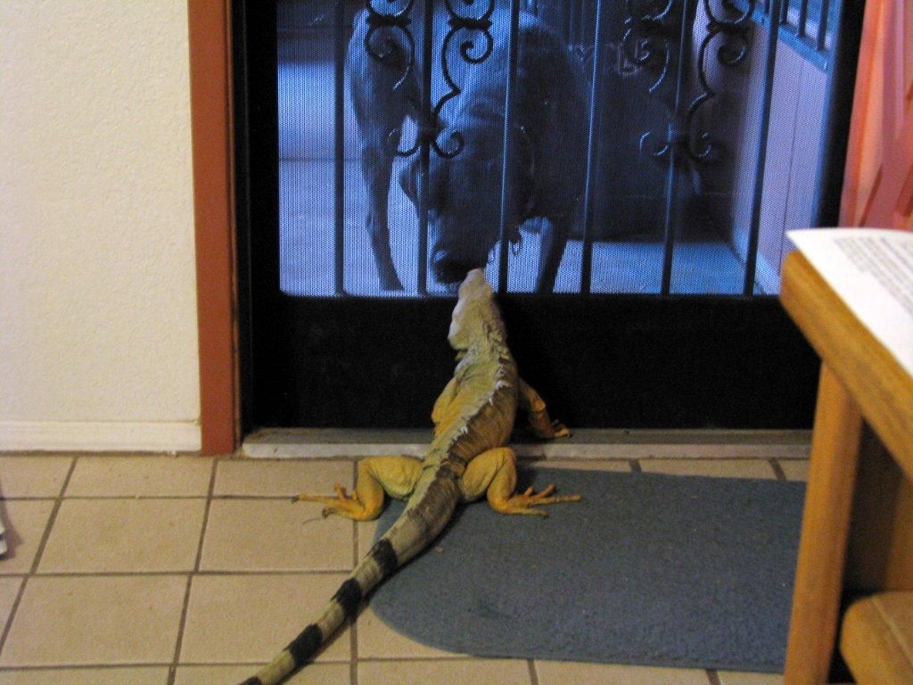 Lizard